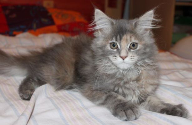 Yuma mit 14 Wochen / fourteen weeks old