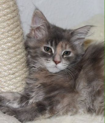 Yuma mit 14 Wochen / fourteen weeks old