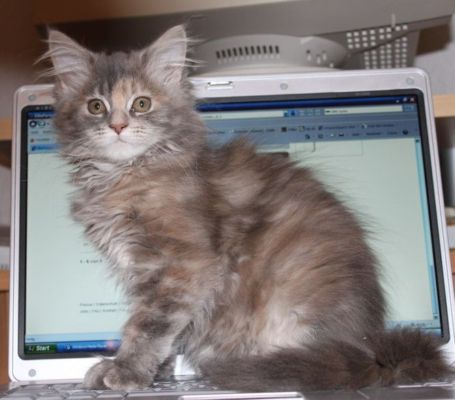 Yuma mit 14 Wochen / fourteen weeks old