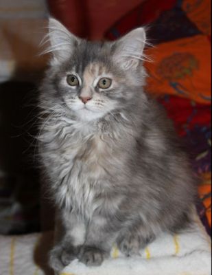 Yuma mit 14 Wochen / fourteen weeks old