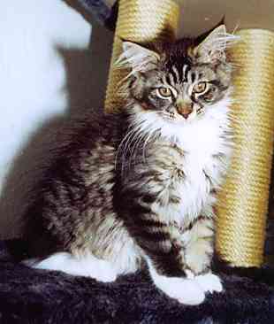 Yakira mit 16 Wochen