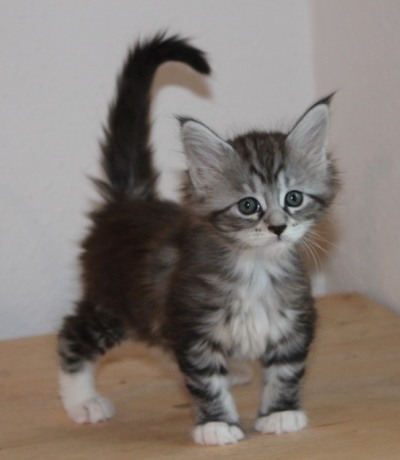 Zinedine mit 1,5 Monaten/ 1.5 months old