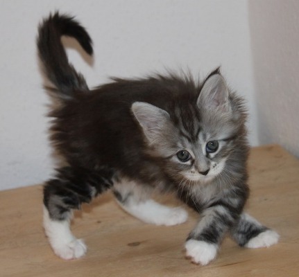 Zinedine mit 1,5 Monaten/ 1.5 months old