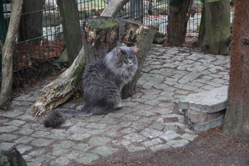 Mmmm, ich kann euch sagen, Lynx Cat ist eine Zarte, Feine . 
Der M-Wurf im Januar 2019 sind seine letzten Babys