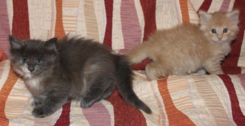 4 Wochen (((4weeks)))