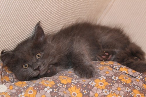 9 Wochen (((9 weeks)))