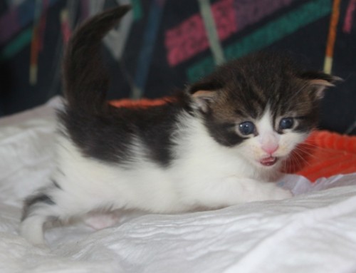 4 Wochen (((4 weeks)))