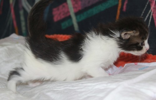 4 Wochen (((4 weeks)))