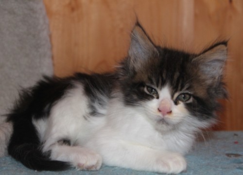 8 Wochen (((8 weeks)))