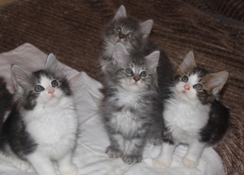 8 Wochen (((8 weeks)))