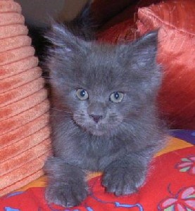 9 Wochen (((9 weeks)))