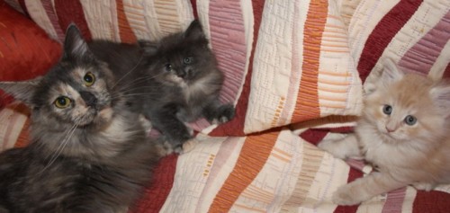 4 Wochen (((4weeks)))