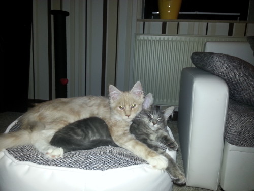 4.5 Monate mit Leeloo (((4.5 months together with Leeloo)))