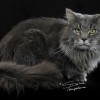 _OFK4042