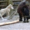 Zoo der Minis ist immer ein tolles Erlebnis - kommt alle herbei !