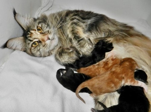 Quilana, wunderschön und stolz mit ihren ersten Babys.