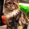 Pippilotta hat sich unsere Besucher genau angeschaut und für gut befunden.  Dann habe ich meinen ( scheinbaren)Mittagsschlaf beendet und die Sache klar gemacht. So geht Maine Coon !